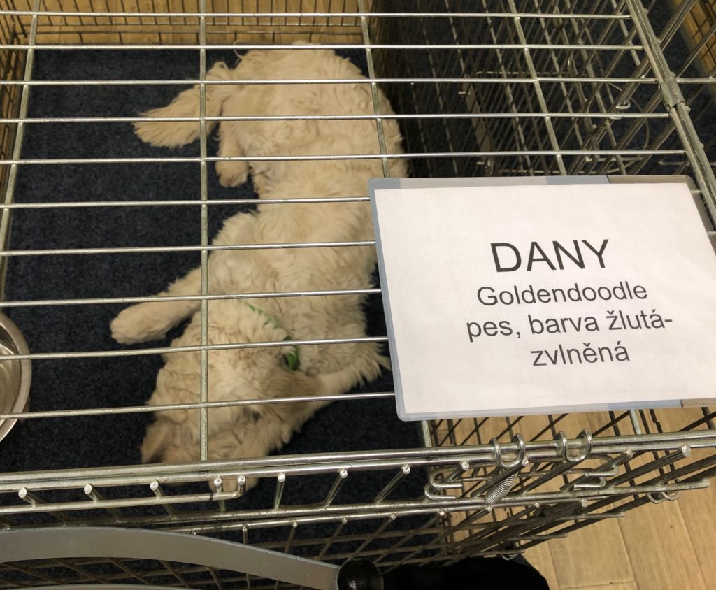 Snímek shora na klec, ve které leží pes ve výcviku. Na cedulce na kleci je napsáno: Dany, goldendoodle, pes, barva žlutá, srst zvlněná